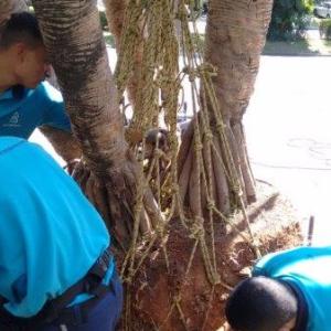 Içamento de plantas